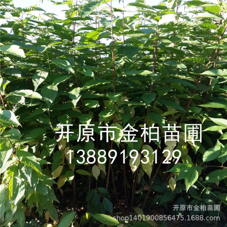 苗圃直批 山桃稠李工程苗及播种小苗 园林绿化植物风景树山桃稠李