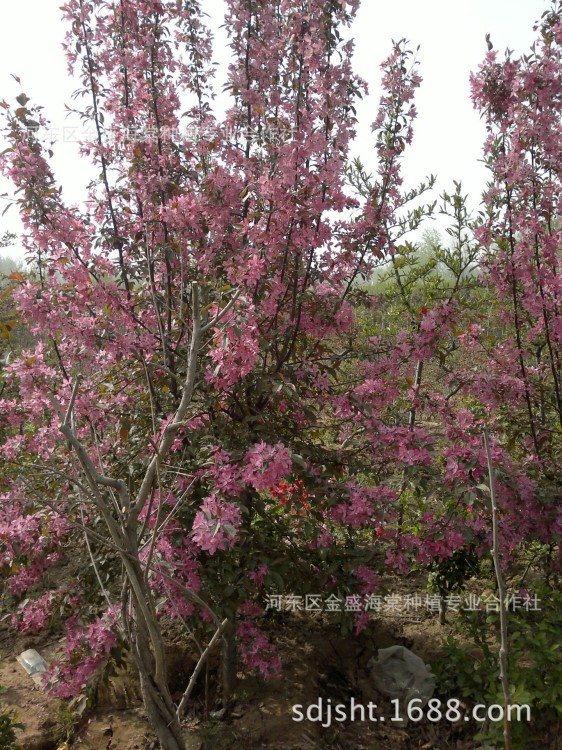 印第安魔力海棠，挂果量大，优良的北美海棠品种