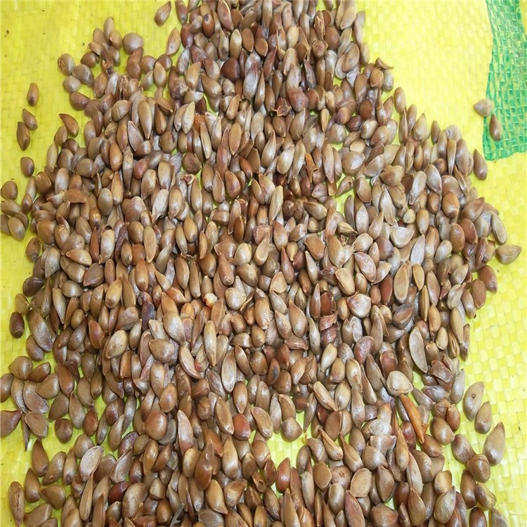 批发新采 海棠种子净籽 是嫁接苹果 各种海棠的主要钻木