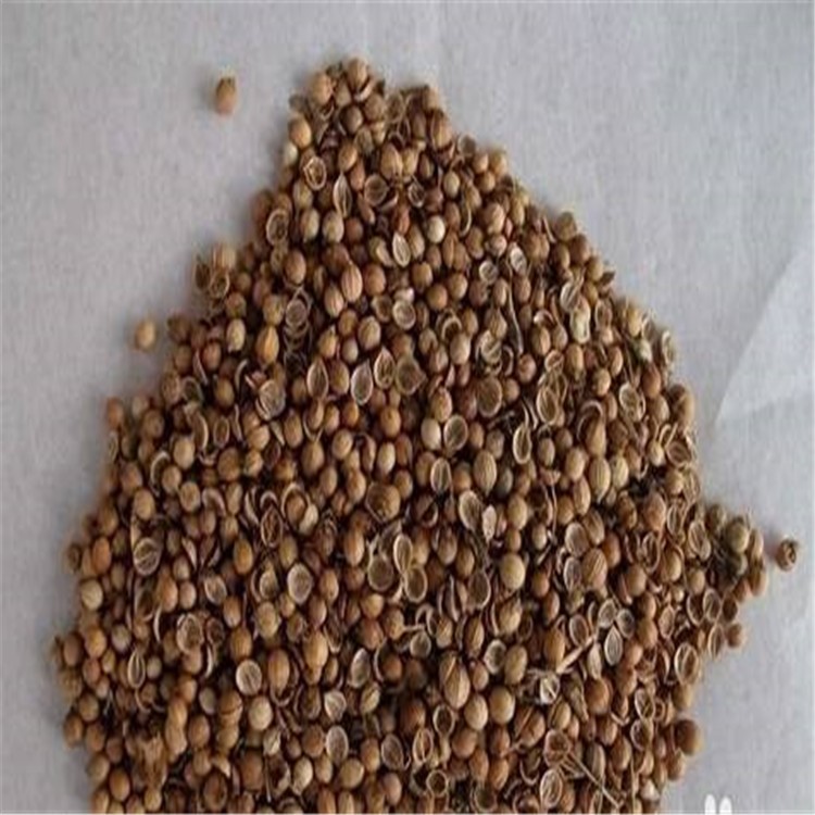 出售蔬菜种子 四季香菜种子大叶香菜种子 四季播易种菜籽