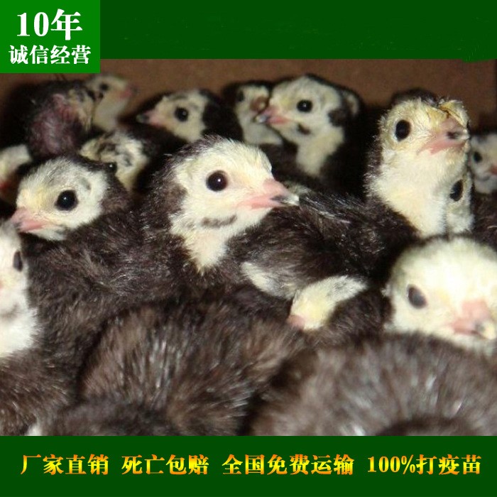 火鸡苗_江苏火鸡价格批发_江苏火鸡养殖场