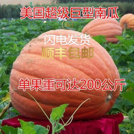 美国超级巨型南瓜种子 美国原种 观光园用种超大南瓜种6元/粒