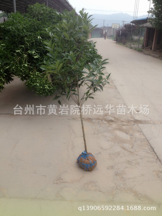 丹桂小苗 绿化2公分桂花树苗木 盆景丹桂小苗