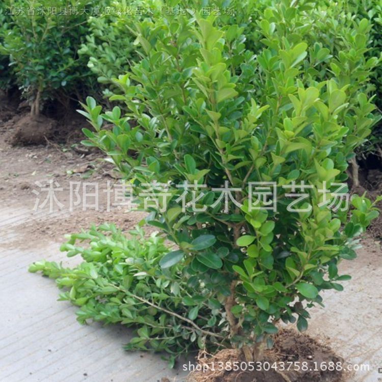 批发绿化工程苗木 黄杨树苗 瓜子黄杨 小叶黄杨小苗 庭院植物