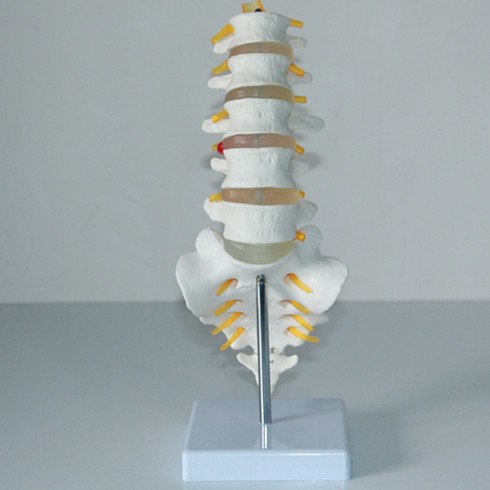 人体骨骼模型腰椎模型带尾骨上海津堰设备公司