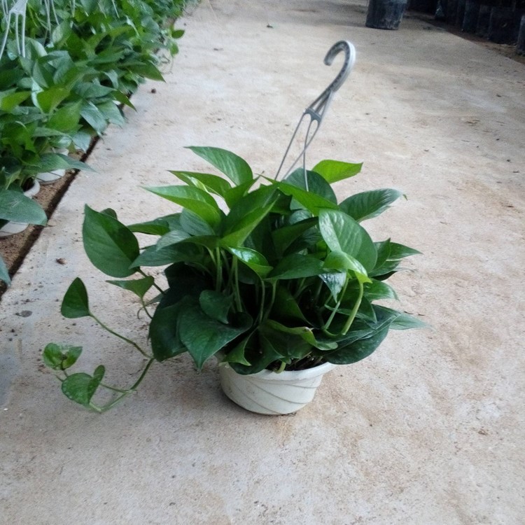 绿萝小盆栽花卉 绿航室内植物 吊兰水培绿植批发垂吊花卉大叶小叶