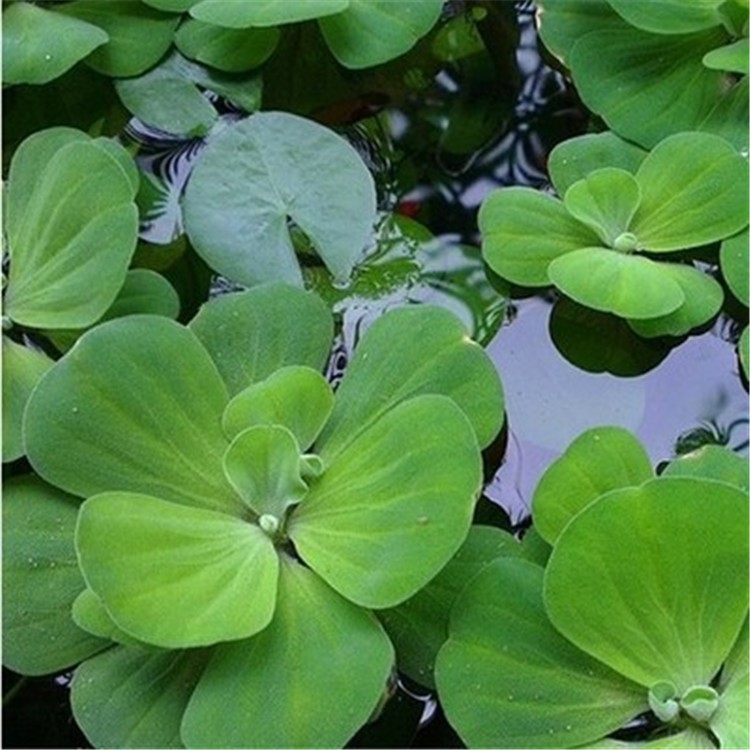 水芙蓉苗 水葫芦苗水草大叶浮萍水生花卉 水培植物 大漂净化水质