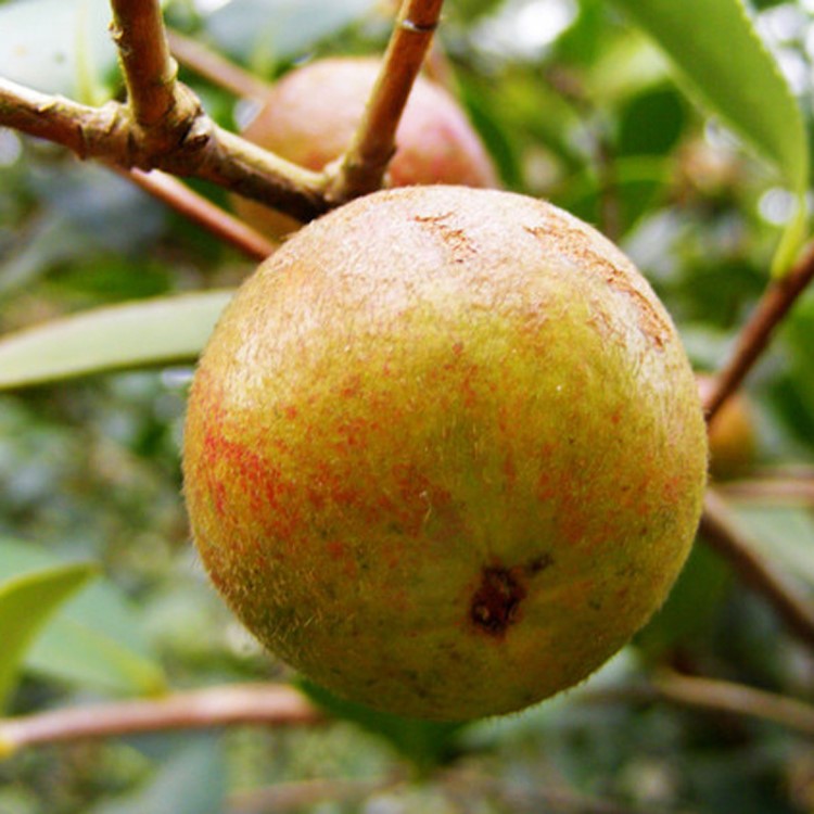 基地供应二年生油茶苗 湖南大果良种嫁接油茶苗茶籽树苗