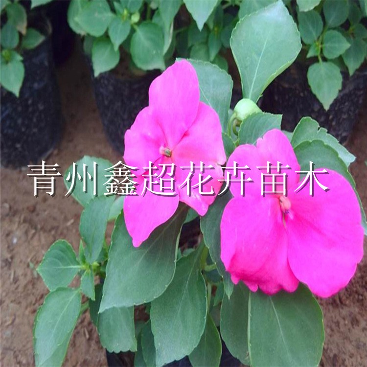 非洲凤仙花 山东青州花卉生产基地 非洲凤仙大量供应