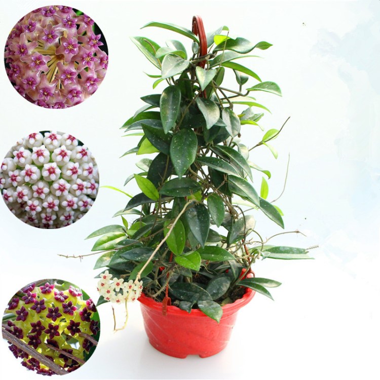 球兰花苗攀爬垂吊植物室内盆栽四季开花求兰苗马骝解绣球花玉蝶梅