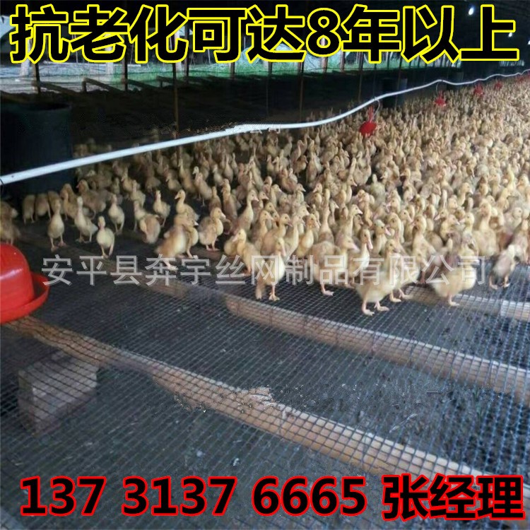 黑色塑料网 养鸭方格塑料网 漏粪网 养鸭脚垫网 厂家常年现货销售