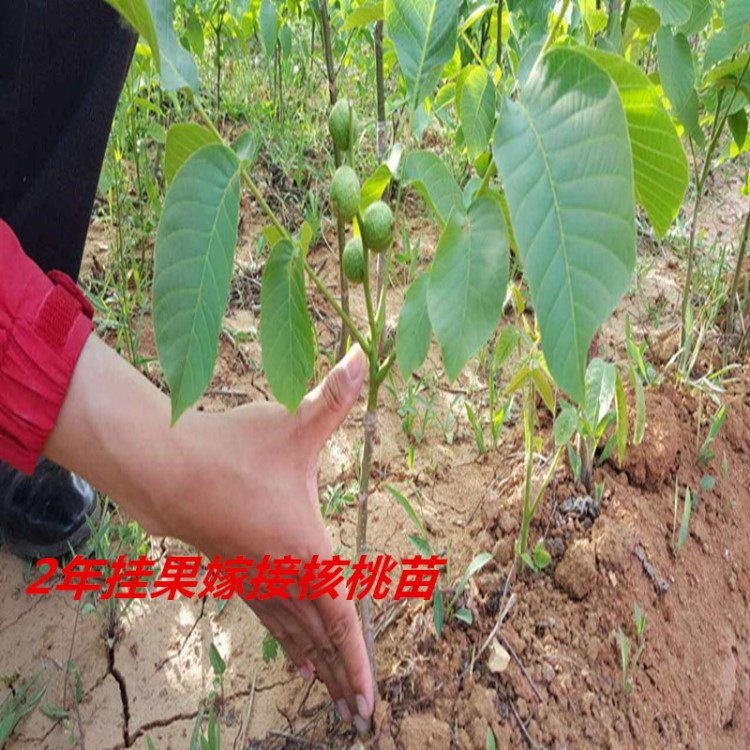 山西核桃苗批发零售 嫁接核桃苗 薄皮香玲核桃苗8518核桃树苗