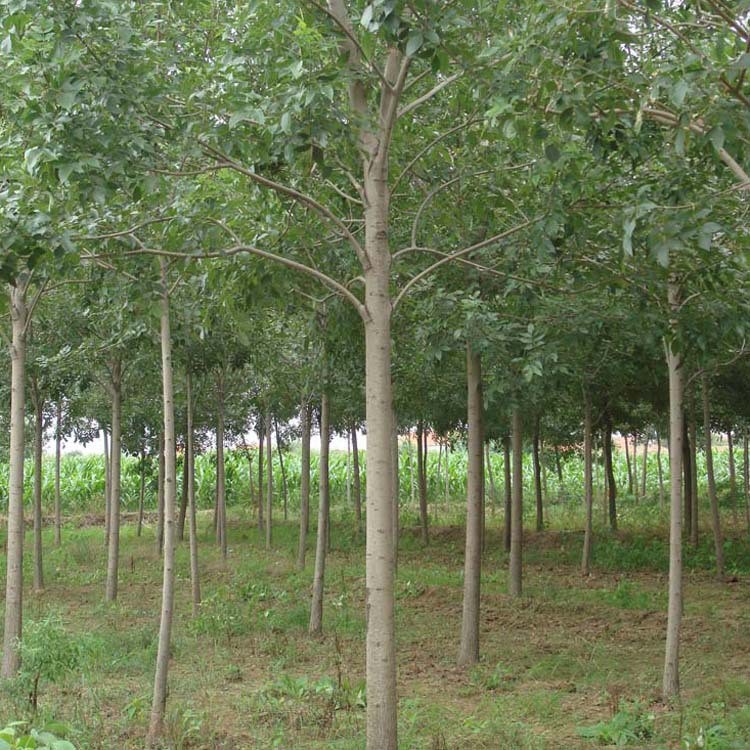 【大毅苗木】供应白蜡行道树  各种规格 量大优惠