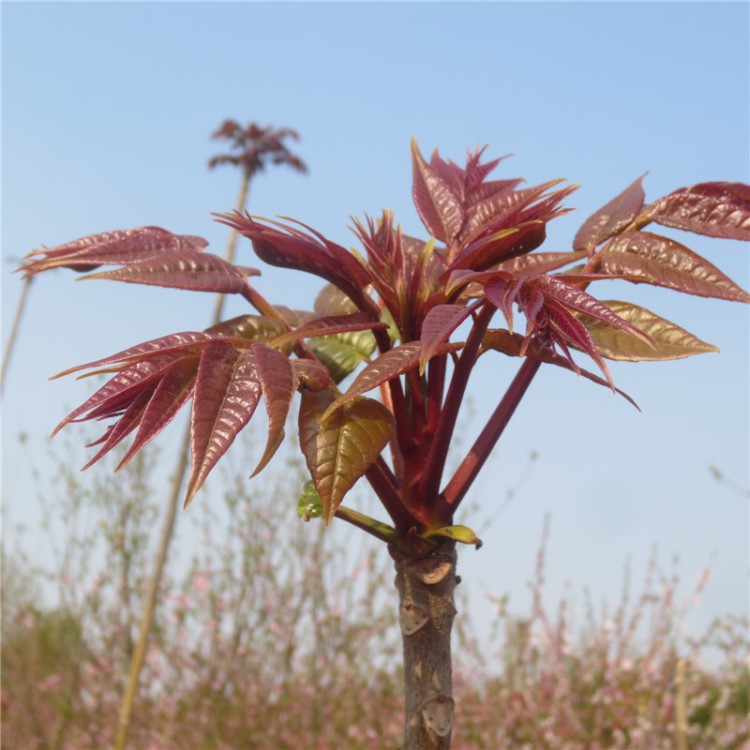 出售广西红油香椿树苗 大棚专用矮化香椿苗基地