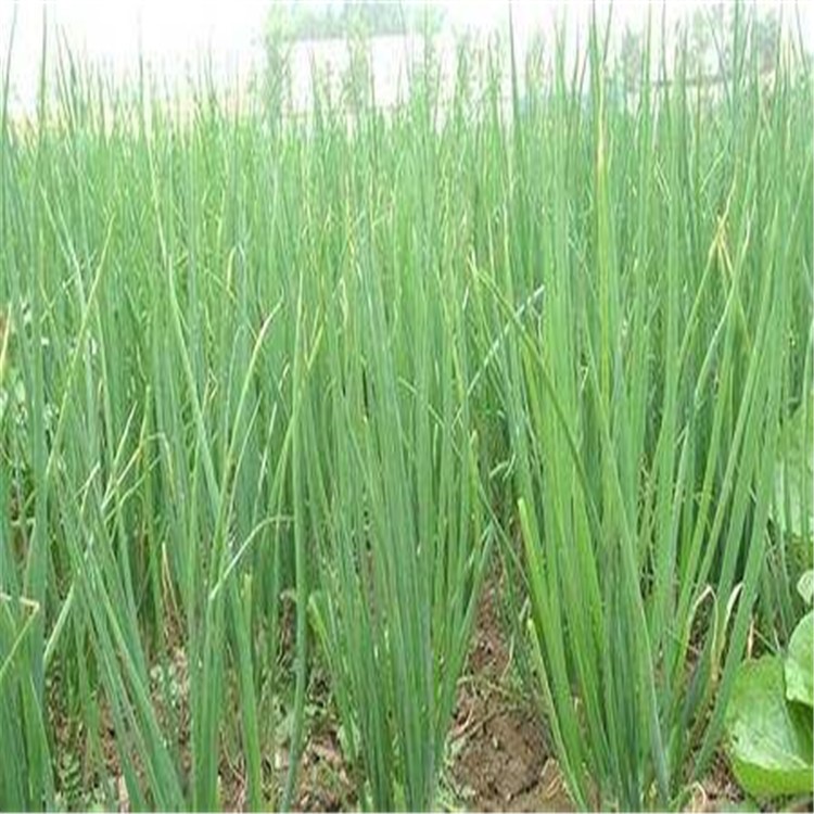 四季小香葱种子 庭院蔬菜种子 种菜菜籽 四季播种 香葱种子