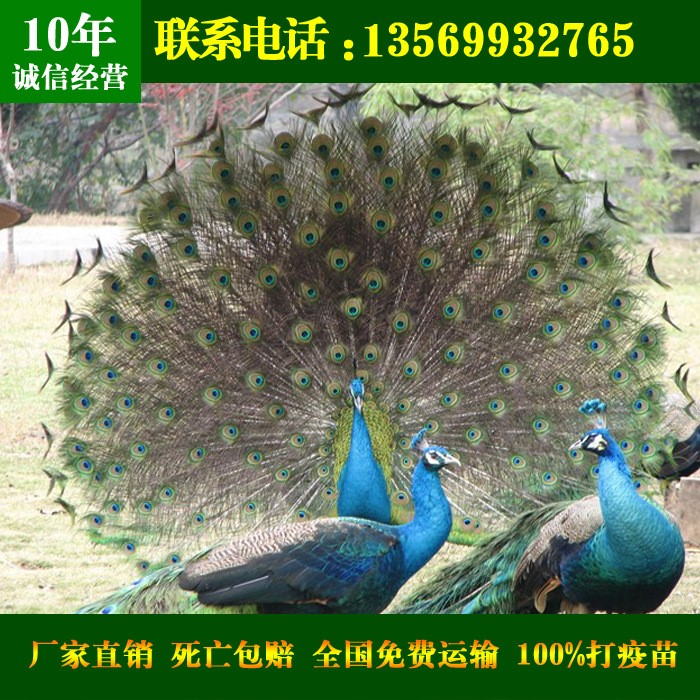 孔雀苗_内蒙古孔雀价格批发_内蒙古孔雀养殖场