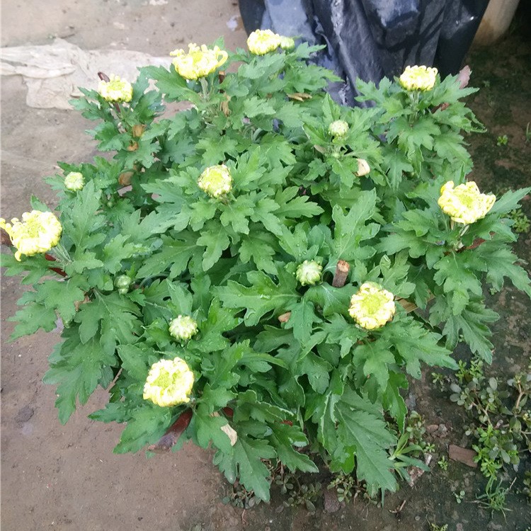 山东菊花种植基地 国庆租摆菊花 品种 规格 基地直销九月菊