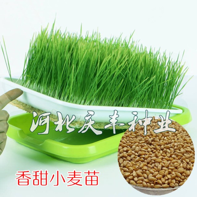 小麦芽苗菜种子豆芽水榨汁无土栽培绿色小麦草种子有机水培种子