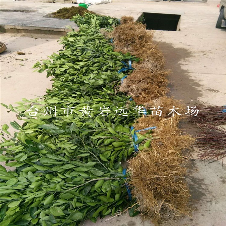 基地生产早熟无籽黄岩蜜桔苗1年苗大分由良砂粮桔 嫁接蜜桔苗