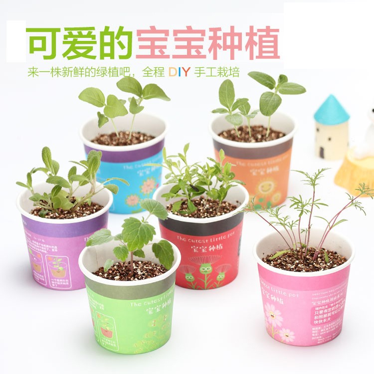 创意微景观迷你可爱盆栽小盆景摆件 DIY办公室桌面生态植物种子