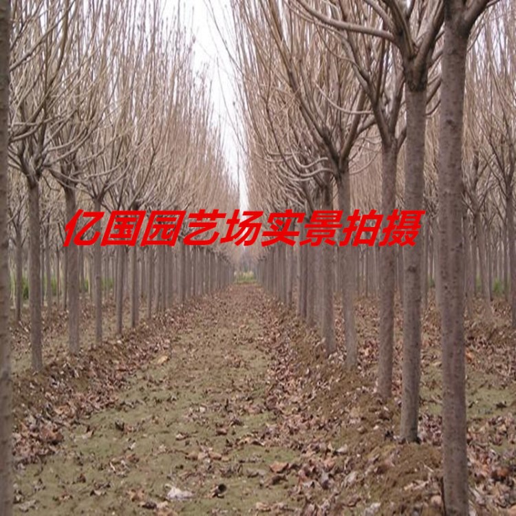 适合重庆四川种植日本晚樱 樱花树苗新品种现场挖苗专车运输