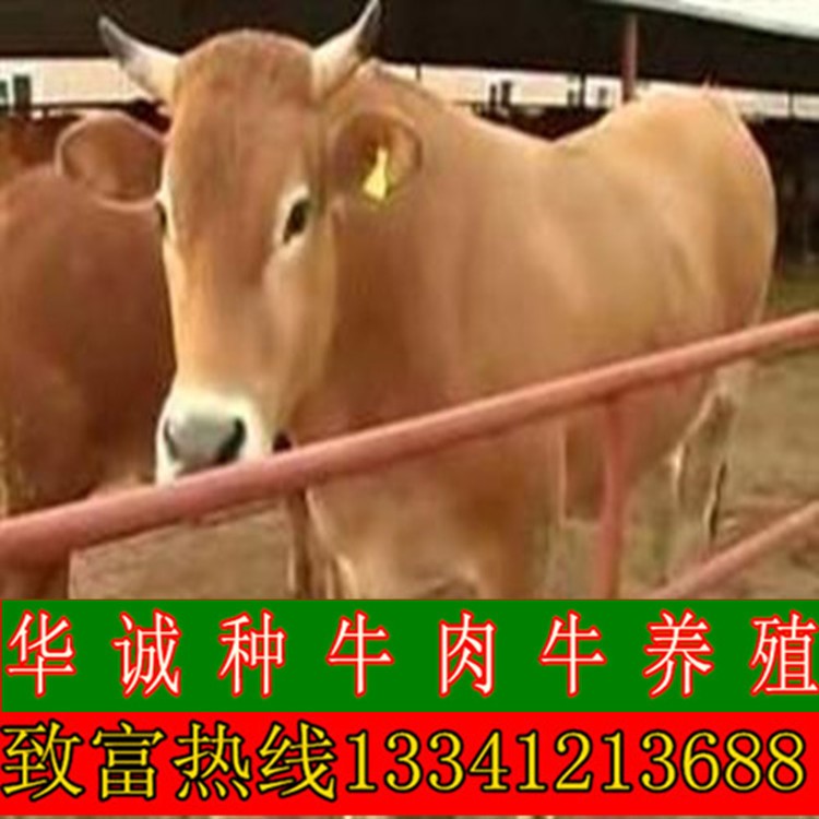 肉牛犊出售 活体小牛苗 鲁西黄牛改良肉牛福建省养殖肉牛补贴活牛