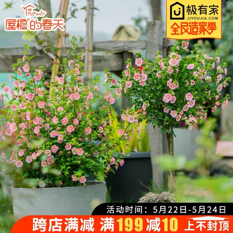 小木槿花苗盆栽棒棒糖阳台庭院花园耐热花卉植物四季开花易养爆盆