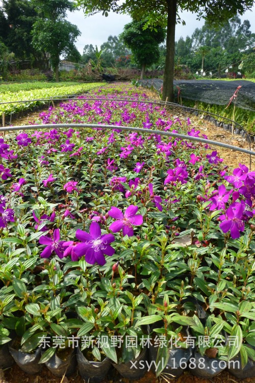 大量批发供应巴西野牡丹紫花野牡丹艳紫野牡丹5斤袋苗