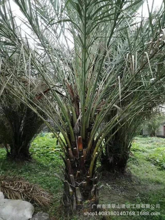 低价批发伊拉克蜜枣苗木杆1.5米高庭院景区当年开花树包上车