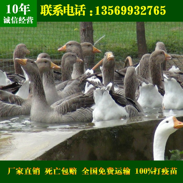雁鹅_朗德鹅_脱温朗德鹅_雁鹅批发_雁鹅供应_雁鹅苗_雁鹅苗