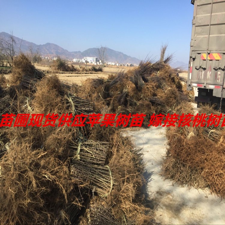 河南嫁接核桃苗新品种 香玲8518清香9818核桃树苗 品种好 挂果多