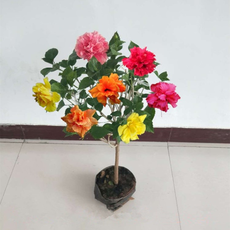 扶桑花苗木槿牡丹芙蓉单瓣花盆栽四季开花木本花卉盆栽朱槿丹麦树