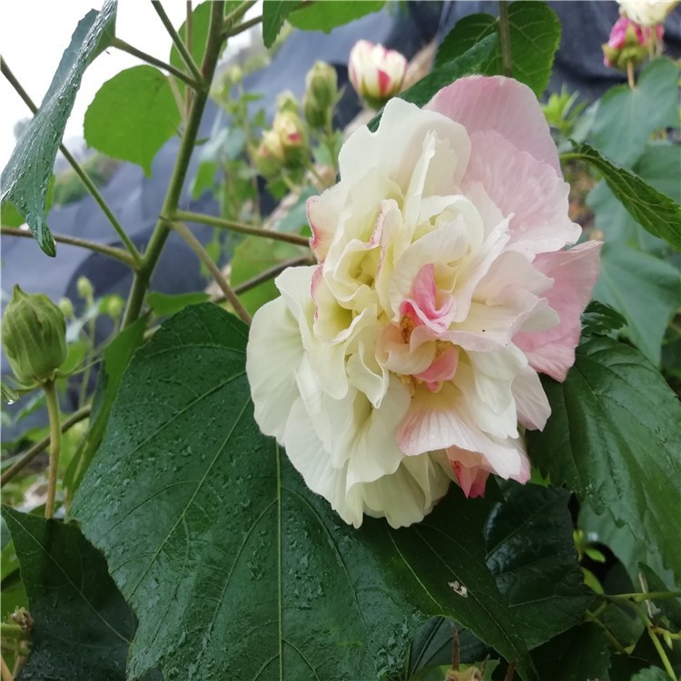 苗圃直销绿化苗木花卉植物落叶灌木芙蓉花苗 木芙蓉树 花色美丽