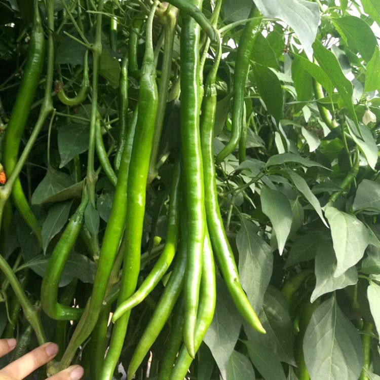 茂华牌 蔬菜种子杂交辣椒种子条椒 线椒种子 香辣新三号特长 特粗