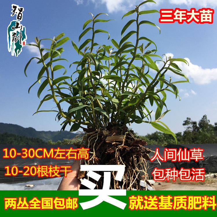 乐清铁皮石斛三年生大苗驯化丛苗 石斛种苗盆栽种植大苗石斛盆栽