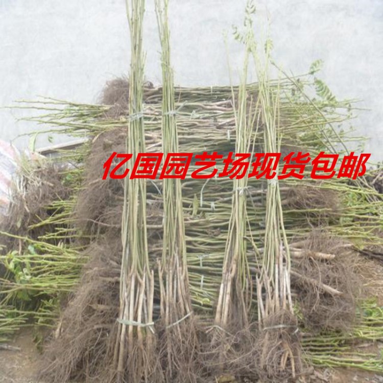重庆核桃树苗 嫁接核桃树苗 9818核桃苗 薄皮8518核桃树苗价格