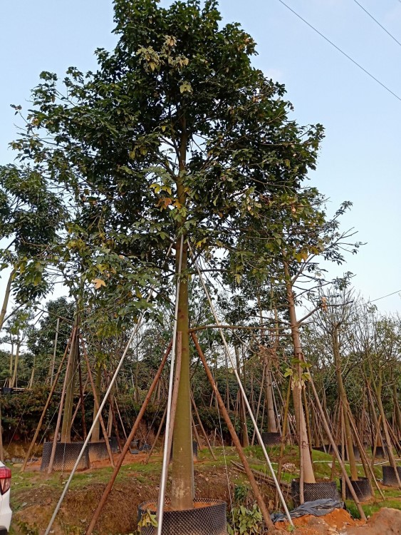 基地直销福建澳洲火焰木  各种规格移栽树  适合别墅豪宅景观工程