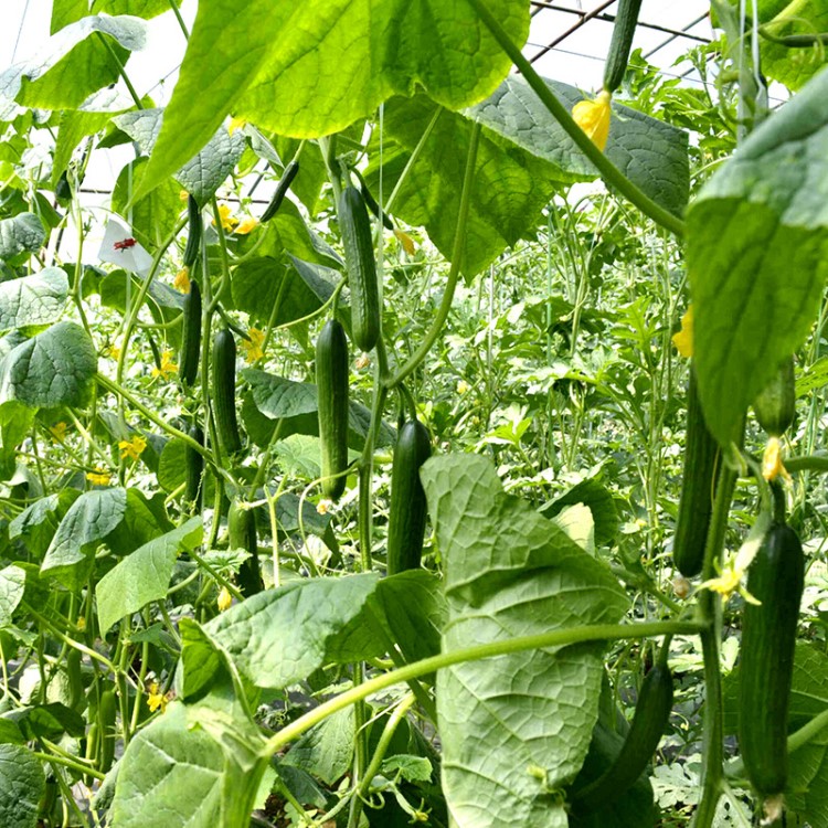 中科茂华蔬菜种子绿翡翠水果黄瓜种子无刺全雌花礼品有机蔬菜種籽