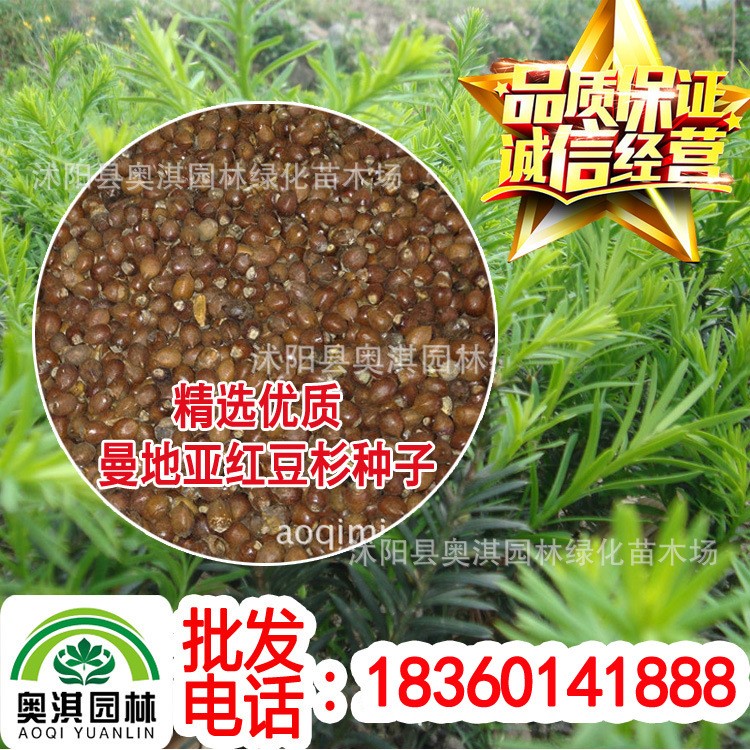 供应沙藏红豆杉种子 南方红豆杉种子 曼地亚红豆杉种子 品质