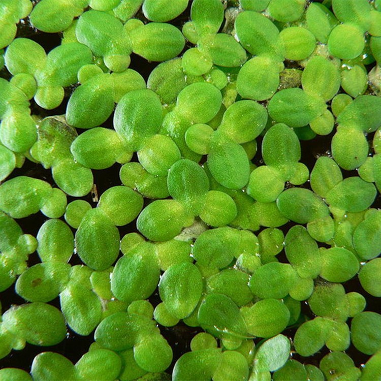 浮萍批发 基地直供 重庆水生植物  净水植物 漂浮植物