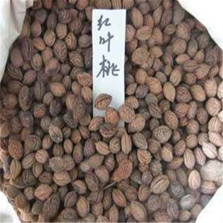 紫叶桃种子红叶碧桃树种子毛桃核种子大量批发供应果树苗种籽