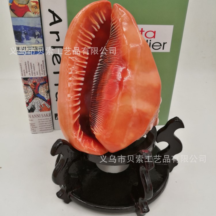 天然贝壳海螺四大名螺万宝螺 鱼缸水族箱造景家居装饰工艺品