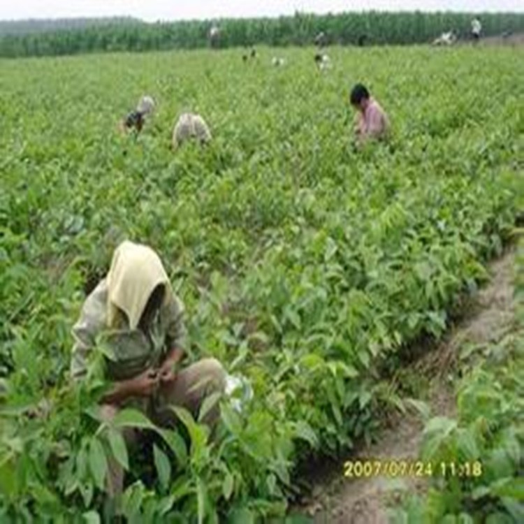 核桃苗 当年结果嫁接核桃苗 柿子树苗批发 矮化樱桃树苗价格