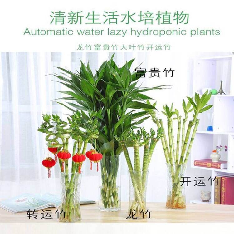 观音竹富贵竹水培植物开运竹转运竹龙竹室内盆栽花卉绿萝盆景绿植