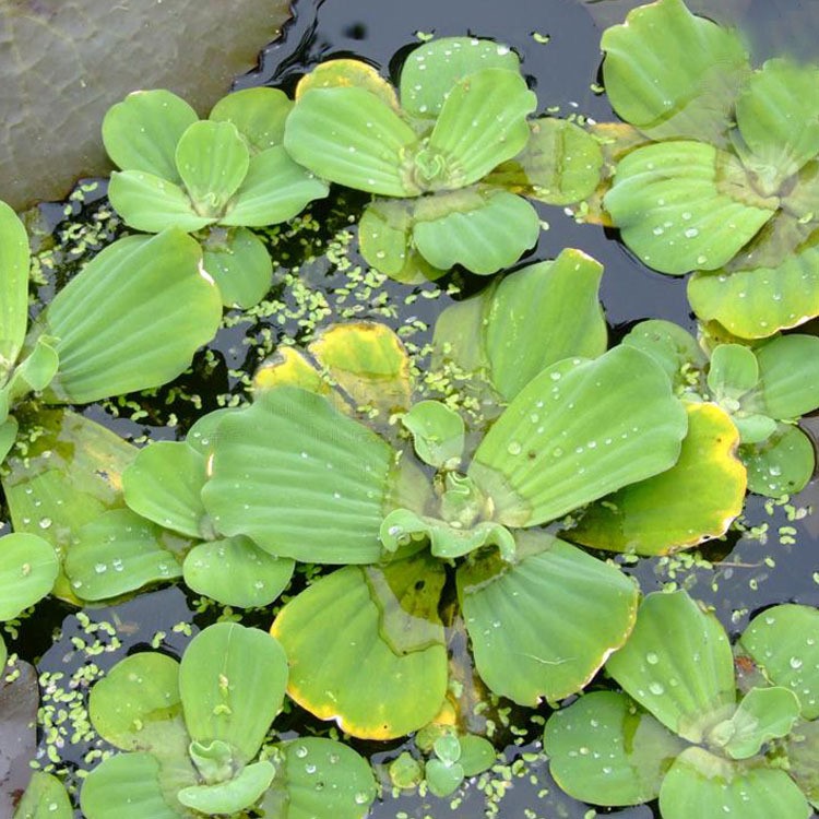 供应大薸水生植物 净化水体 株高23cm 量大丛优