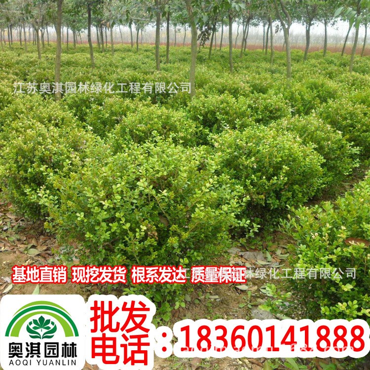 供应小叶黄杨 大叶黄杨 紫薇 紫荆 红叶李 日本女贞等苗木