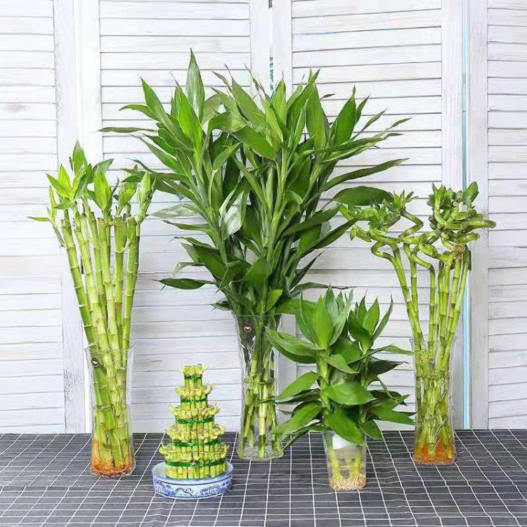 批发水培植物转运竹  富贵竹 节节高 净化空气 防辐射 量大优惠