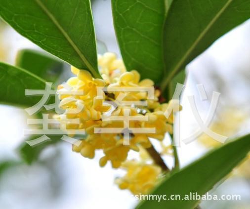 四川桂花育苗基地 八月桂花小苗 丹桂小苗 金桂小苗直销