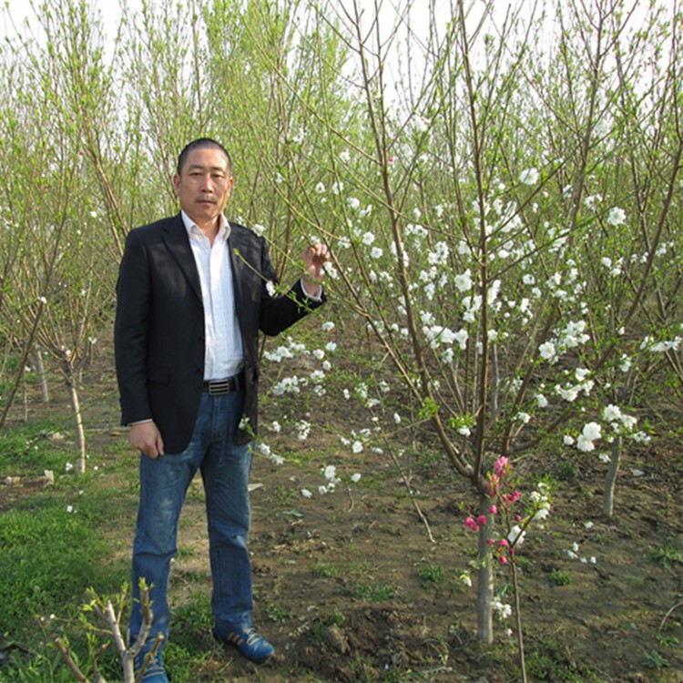 现货订货红花龙柱碧桃 行道树红叶碧桃 湿地绿化菊花碧桃现挖现卖