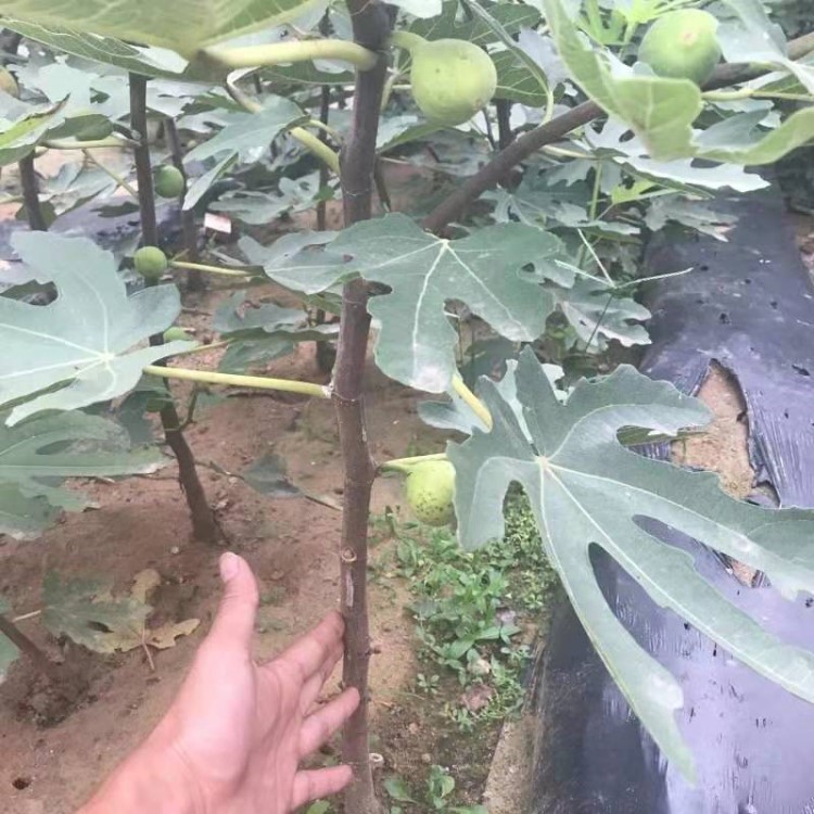 无花果苗 无花果树苗 南方北方盆栽地栽阳台庭院种植 四季结果苗